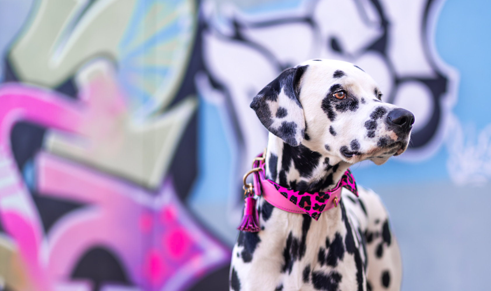 Hoe onderhoud je een halsband?