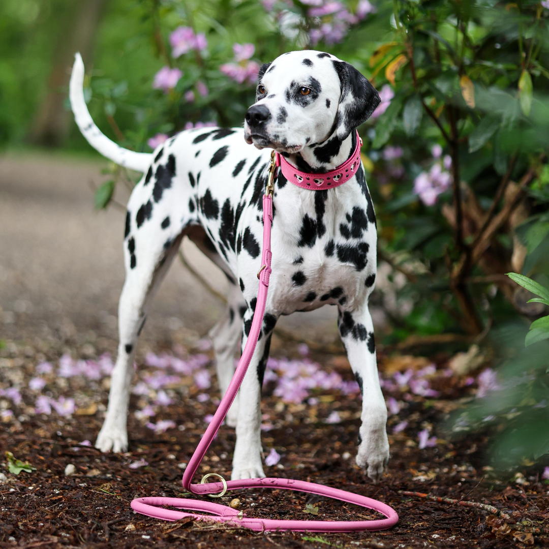 Leather Leash - Pink