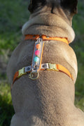 Y Tuig - Daydream Boho Gold