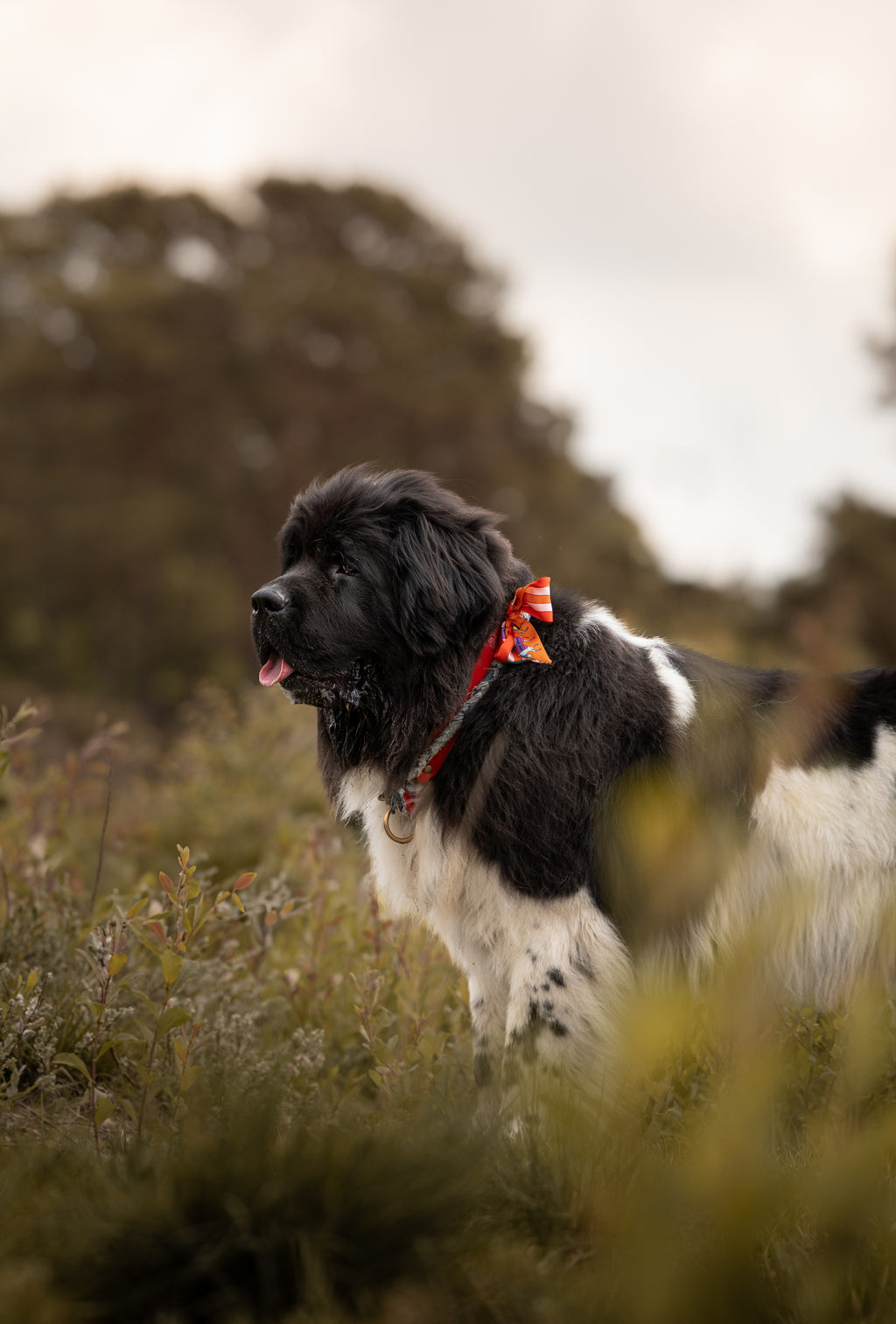 Bandana - Red, Pink and Orange