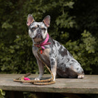 Leather Leash - Leopard
