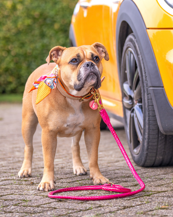 Leather Leash - Croco Fuchsia 150cm