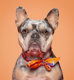 Bandana - Red, Pink and Orange