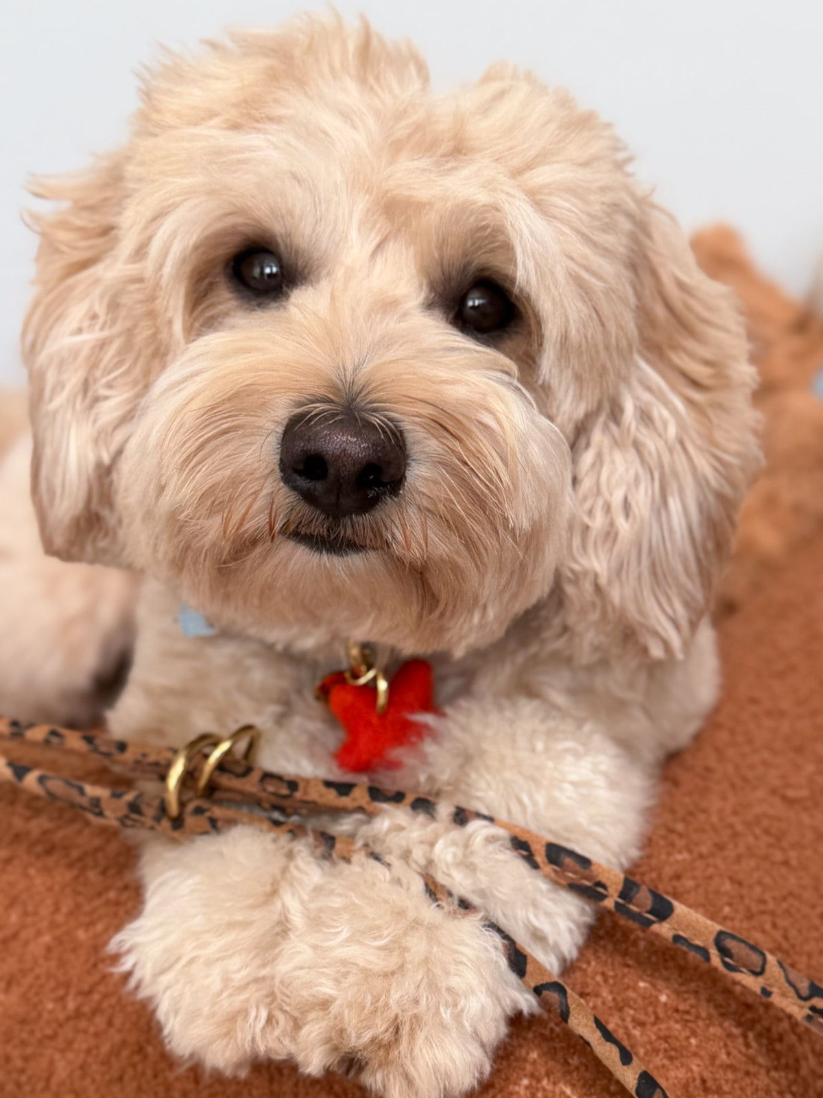 Halsband - Dutchie in Denim