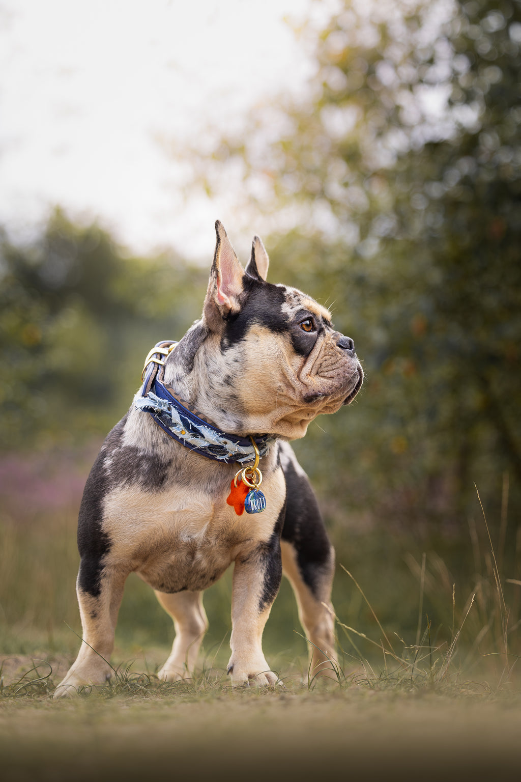 Halsband - Dutchie in Denim