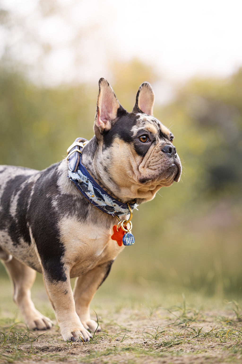 Halsband - Dutchie in Denim