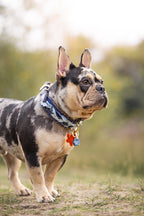 Halsband - Dutchie in Denim