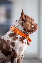 Halsband - Stargazing Orange