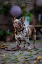 Leather Leash - Croco Brown