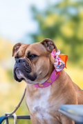Bandana - Pink and Orange