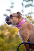 Halsband - Love rules Pink