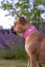 Halsband - Love rules Pink