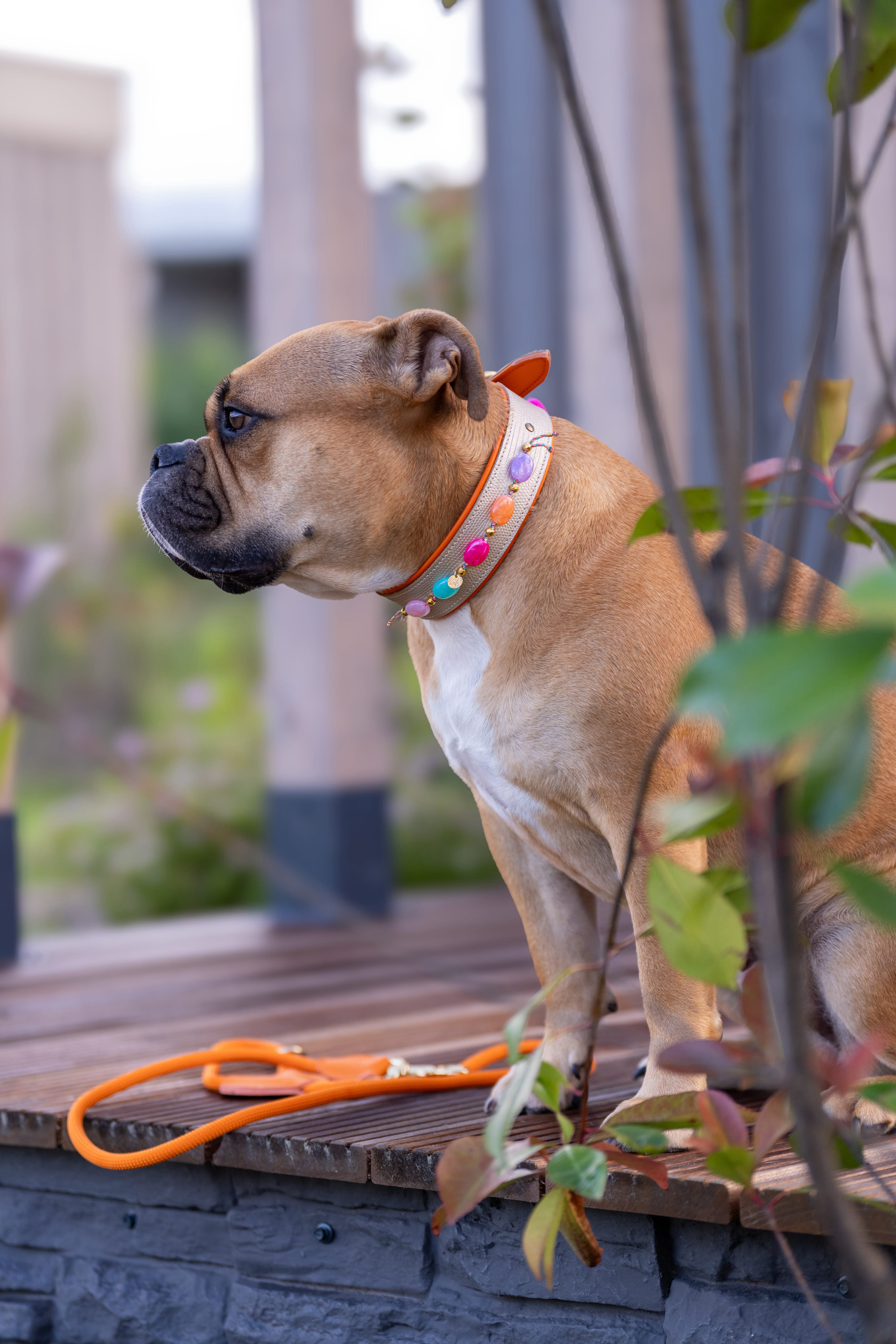 Heartbeat Leash - Orange 150cm