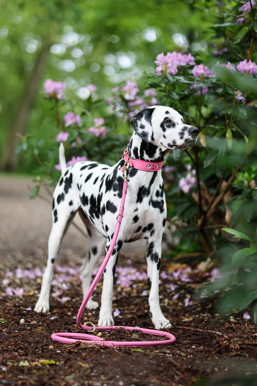 Leather Leash - Pink