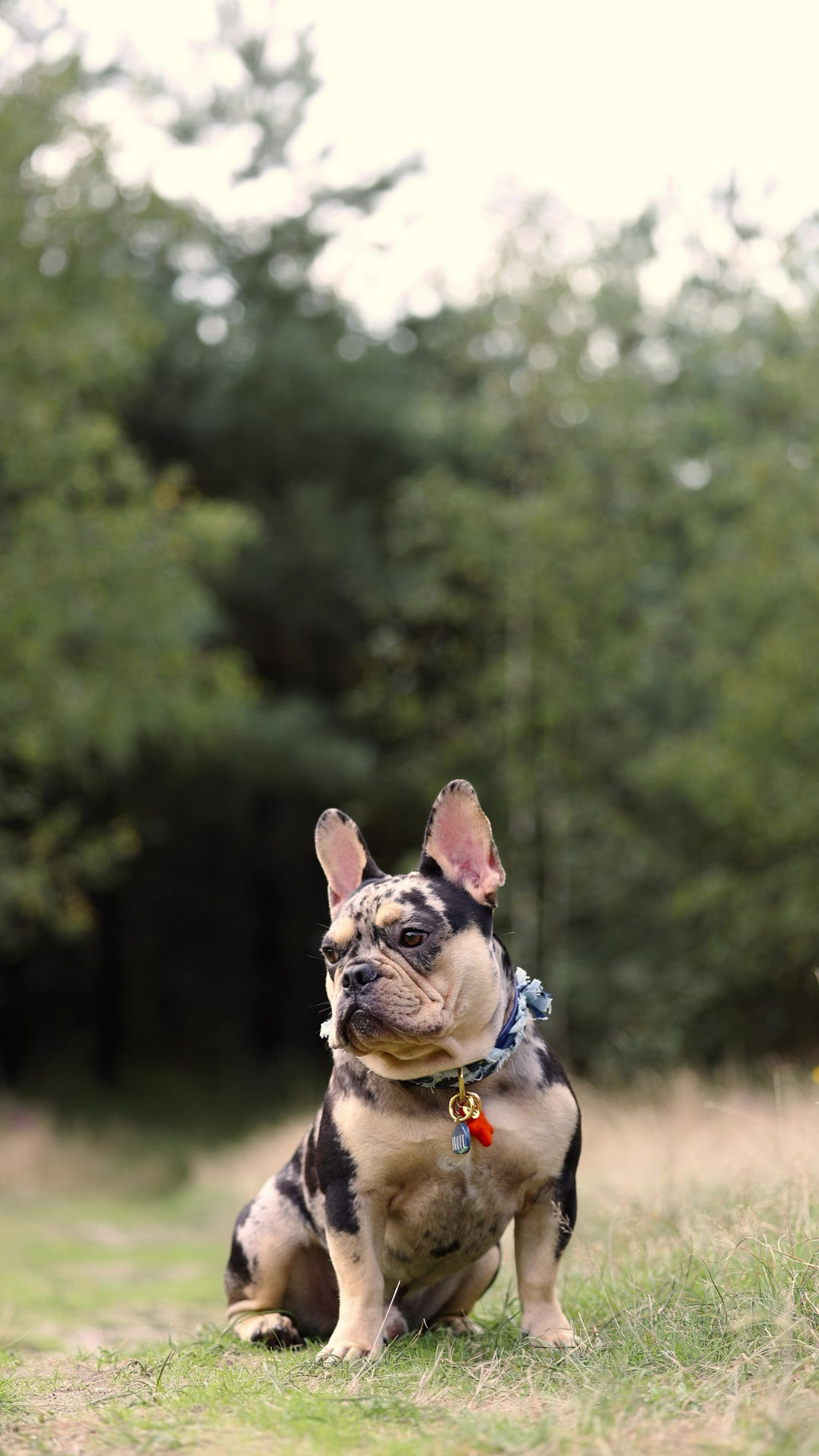 Halsband - Dutchie in Denim