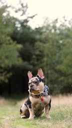 Halsband - Dutchie in Denim